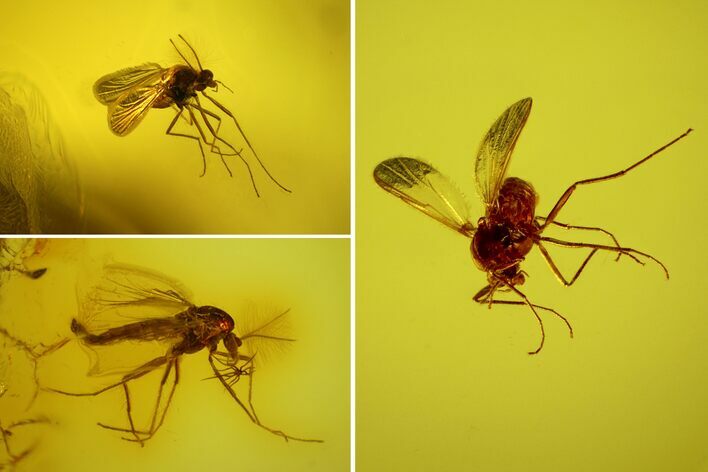 Three Fossil Flies (Diptera) In Baltic Amber #173639